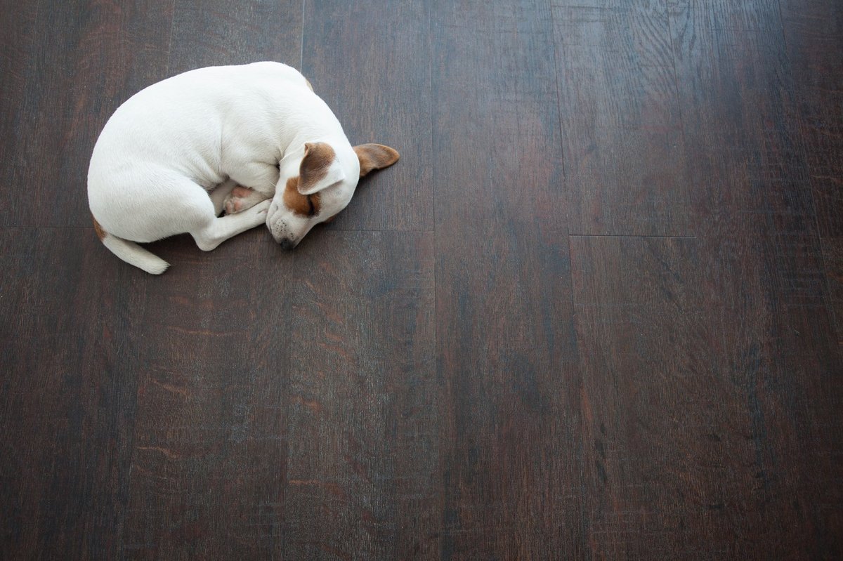 Pet-friendly flooring installation in a North Logan, UT home