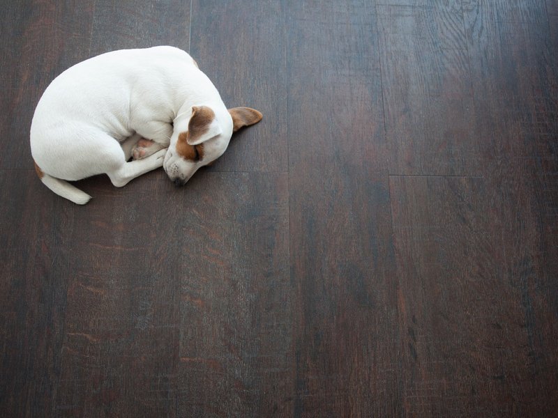 Carpets of America Blog - What is the most pet-friendly flooring?